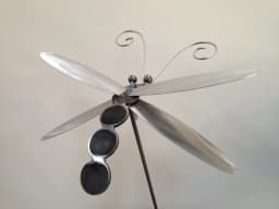 Dragonfly – Medium